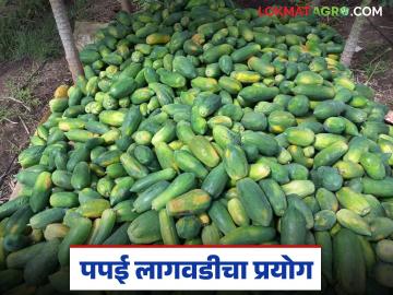येवल्याच्या शेतकऱ्यानं कांद्याला फाटा देत पपईला जवळ केलं, आता एका टनाला सात हजारांचा दर मिळतोय - Marathi News | Latest News papai farming Farmers in Yeola get good income from papaya farming instead of onion crop | Latest News at Lokmat.com येवल्याच्या शेतकऱ्यानं कांद्याला फाटा देत पपईला जवळ केलं, आता एका टनाला सात हजारांचा दर मिळतोय - Marathi News | Latest News papai farming Farmers in Yeola get good income from papaya farming instead of onion crop | Latest News at Lokmat.com