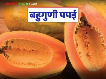 Helthy Papai : बहुगुणी पपई, पोटाच्या अनेक आजारांवर फायदेशीर उपाय, वाचा इतरही फायदे - Marathi News | Healthy Papaya: | Latest News at Lokmat.com