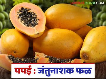 Papaya Benefits : पपई आरोग्यासाठी फायदेशीर, काय आहेत फायदे? वाचा सविस्तर  - Marathi News | Latest News Papaya Benefits Papaya is beneficial for health, what are benefits Read in detail | Latest News at Lokmat.com