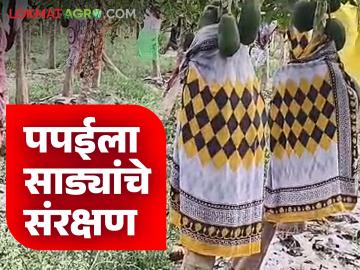 Papaya Farming : पपईच्या झाडांना साड्यांचे संरक्षण का दिले जातेय? जाणून घ्या सविस्तर  - Marathi News | Latest News Papaya Farming Why are papaya trees protected by sarees Find out in detail | Latest News at Lokmat.com