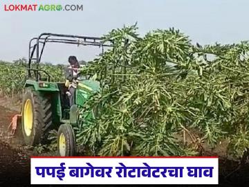 Papaya Farmer Loss : फळ पिकलं… पण नशीब रुसलं; पपई बागेवर रोटावेटरचा घाव वाचा सविस्तर - Marathi News | latest news Papaya Farmer Loss: The fruit ripened… but luck ran out; Rotavator damage to papaya orchard read in details | Latest farming-ideas News at Lokmat.com