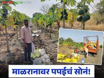 कंधारच्या माळरानावर पपईचं सोनं; थेट काश्मीरपर्यंत पोहोचलेला गोडवा वाचा सविस्तर - Marathi News | latest news Papaya gold in the Malranas of Kandahar; The sweetness that reached Kashmir directly Read in detail | Latest News at Lokmat.com