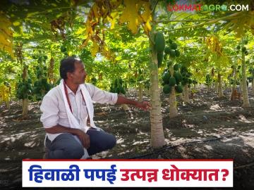 Papaya Farmers Crisis : पपई बागा तोट्यात; अतिवृष्टीमुळे फळधारणा घटली वाचा सविस्तर - Marathi News | latest news Papaya Farmers Crisis: Papaya orchards in loss; Fruit production reduced due to heavy rains Read in detail | Latest News at Lokmat.com Papaya Farmers Crisis : पपई बागा तोट्यात; अतिवृष्टीमुळे फळधारणा घटली वाचा सविस्तर - Marathi News | latest news Papaya Farmers Crisis: Papaya orchards in loss; Fruit production reduced due to heavy rains Read in detail | Latest News at Lokmat.com