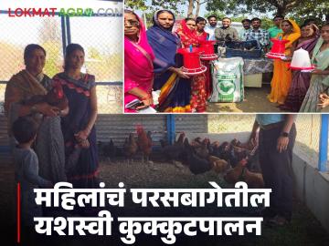 Poultry Farming : महिलांचं छोटं एटीएम म्हणजे परसबागेतील कुक्कुटपालन, नाशिक जिल्ह्यात यशस्वी प्रयोग  - Marathi News | Latest News Rural Women's small ATM is backyard poultry farming successful experiment in Nashik district | Latest News at Lokmat.com