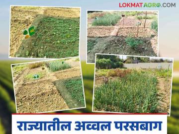Agriculture News : झेडपी शाळेने फुलवली अव्वल दर्जाची परसबाग, पटकावले 51 हजाराचे बक्षीस, वाचा सविस्तर  - Marathi News | Latest News gadchiroli district ZP School flourished top-notch garden, won prize of Rs. 51 thousand, read in detail | Latest News at Lokmat.com