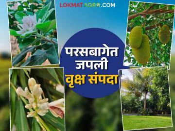कोरड्याठाक मराठवाड्यात यशस्वी प्रयोग; कोकण अन् कश्मीरला टाकले मागे वाचा सविस्तर - Marathi News | latest news Successful experiment in dry Marathwada; Konkan and Kashmir left behind Read in detail | Latest News at Lokmat.com