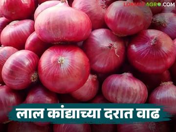 Kanda Market : पारनेर बाजार समितीत लाल कांद्याला विक्रमी भाव; वाचा कसा मिळाला दर? - Marathi News | Kanda Market : Red onion reaches record price in Parner Market Committee; Read how the price was obtained? | Latest News at Lokmat.com Kanda Market : पारनेर बाजार समितीत लाल कांद्याला विक्रमी भाव; वाचा कसा मिळाला दर? - Marathi News | Kanda Market : Red onion reaches record price in Parner Market Committee; Read how the price was obtained? | Latest News at Lokmat.com