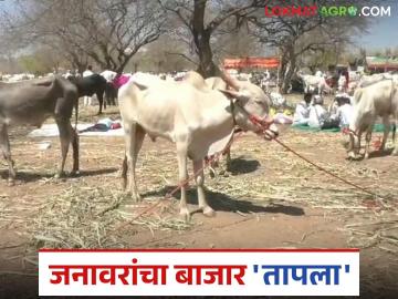 Khillari Jodi: सर्जा-राजाची जोड खिल्लारी; किंमतही मिळतेय लय भारी! वाचा सविस्तर - Marathi News | Khillari Jodi: latest news Sarja-Raja's Khillari Jodi, the price is also getting heavy! Read in detail | Latest News at Lokmat.com Khillari Jodi: सर्जा-राजाची जोड खिल्लारी; किंमतही मिळतेय लय भारी! वाचा सविस्तर - Marathi News | Khillari Jodi: latest news Sarja-Raja's Khillari Jodi, the price is also getting heavy! Read in detail | Latest News at Lokmat.com