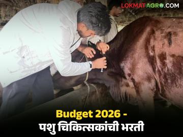 देशात 25 टक्के पशुवैद्यकीय डॉक्टरांची कमतरता, महाराष्ट्रात काय परिस्थिती, अर्थसंकल्पात महत्वाची घोषणा  - Marathi News | Latest News shortage of 25 percent veterinary doctors in india, important announcement in budget 2026 | Latest News at Lokmat.com