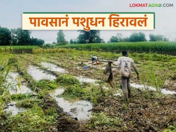 शेतीसह गोठ्यातल्या गायी-म्हशी वाहून गेल्या, राज्यात अतिवृष्टीने पावणेदोन लाख पशुधनाचा मृत्यू - Marathi News | Latest News agricuture News two lakh livestock died due to heavy rains in maharashtra | Latest News at Lokmat.com