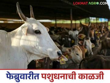 February Animal Management : फेब्रुवारीमध्ये आरोग्य आणि प्रजननक्षमतेसाठी प्राण्यांची काळजी कशी घ्यावी? वाचा सविस्तर  - Marathi News | Latest News Livestock Management How to take care of animals for health and fertility in February Read in detail | Latest News at Lokmat.com