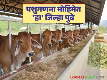 Livestock Census : राज्यात पशुगणना मोहिमेत 'हा' जिल्हा द्वितीय वाचा सविस्तर - Marathi News | Livestock Census: latest news In the State Livestock Enumeration Campaign 'These' District 2nd Read in detail | Latest News at Lokmat.com Livestock Census : राज्यात पशुगणना मोहिमेत 'हा' जिल्हा द्वितीय वाचा सविस्तर - Marathi News | Livestock Census: latest news In the State Livestock Enumeration Campaign 'These' District 2nd Read in detail | Latest News at Lokmat.com