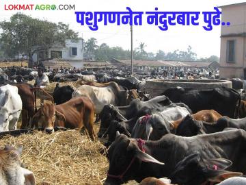 Agriculture News : नंदुरबार जिल्ह्यात पशुधन झाले कमी, शेळीवर्गीय पशुंची संख्या वाढली, वाचा सविस्तर - Marathi News | Latest News Nandurbar district ranks first in Nashik division in livestock census read in detail | Latest News at Lokmat.com Agriculture News : नंदुरबार जिल्ह्यात पशुधन झाले कमी, शेळीवर्गीय पशुंची संख्या वाढली, वाचा सविस्तर - Marathi News | Latest News Nandurbar district ranks first in Nashik division in livestock census read in detail | Latest News at Lokmat.com