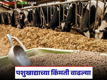 सरकी पेंडपासून ते मका कुट्टीपर्यंत पशुखाद्याचे दर कसे आहेत, वाचा सविस्तर - Marathi News | Latest News prices of animal feed, from sugarcane meal to maize flour Read in detail | Latest News at Lokmat.com सरकी पेंडपासून ते मका कुट्टीपर्यंत पशुखाद्याचे दर कसे आहेत, वाचा सविस्तर - Marathi News | Latest News prices of animal feed, from sugarcane meal to maize flour Read in detail | Latest News at Lokmat.com