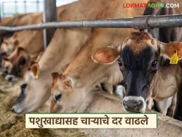 पशुखाद्याचे दर वाढले, दूध दरावरही परिणाम, मका आणि ऊसाचा प्रतिटन चाऱ्याचे दर कसे आहेत?  - Marathi News | Latest News Animal feed prices increased, affecting milk prices see fodder prices of maize and sugarcane? | Latest News at Lokmat.com