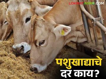 Animal Feed Price : पशुखाद्याचे दर गगनाला; काय म्हणतात दूध उत्पादक ते वाचा सविस्तर - Marathi News | Animal Feed Price: Animal feed prices high; Read in detail what milk producers say | Latest News at Lokmat.com