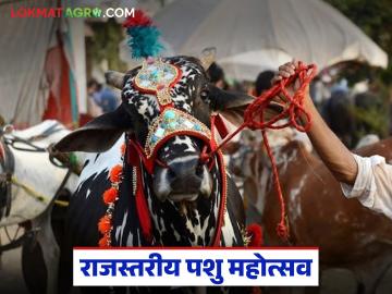 सिन्नरला होतोय राजस्तरीय पशु महोत्सव, डेअरी, पोल्ट्री, पशुपालन सर्व एकाच छताखाली! - Marathi News | Latest News pashu mahotsav state-level cattle festival in sinner with dairy, poultry, and animal husbandry | Latest News at Lokmat.com सिन्नरला होतोय राजस्तरीय पशु महोत्सव, डेअरी, पोल्ट्री, पशुपालन सर्व एकाच छताखाली! - Marathi News | Latest News pashu mahotsav state-level cattle festival in sinner with dairy, poultry, and animal husbandry | Latest News at Lokmat.com