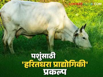 Global Warming : हे काय? पशुधनामुळे 'ग्लोबल वॉर्मिंग' वाचा सविस्तर - Marathi News | Global Warming: What is this? Read 'Global Warming' due to livestock read in detail | Latest News at Lokmat.com