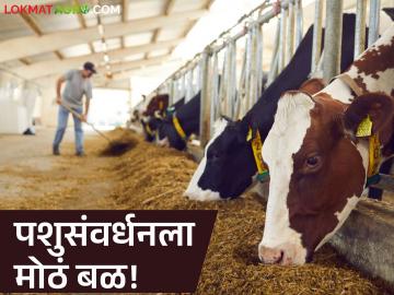 Pashu Sanavardhan : पशुवैद्यकीय रुग्णालयांचे श्रेणीवर्धन; आता जनावरांना मिळणार 'व्हीआयपी' उपचार वाचा सविस्तर - Marathi News | latest news Pashu Sanavardhan: Upgradation of veterinary hospitals; Now animals will get 'VIP' treatment Read in detail | Latest News at Lokmat.com