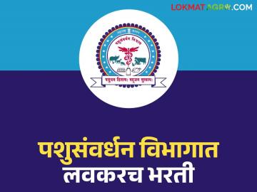 पशुसंवर्धन विभागात या पदासाठी मोठी भरती; २७९५ रिक्त पदे लवकरच भरणार - Marathi News | Big recruitment for this post in Animal Husbandry Department; 2795 vacant posts to be filled soon | Latest News at Lokmat.com