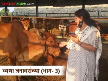 Lumpy Skin Disease : लम्पीचा विळखा : बदनापूरात ११ जनावरांवर उपचार सुरू - Marathi News | latest news Lumpy Skin Disease: Treatment of 11 animals in Badnapur | Latest News at Lokmat.com
