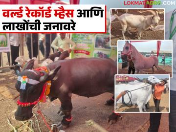 ७५ लाखांची बुटकी म्हैस; ५० लाखांचा ‘सोन्या’ बैल : परळीत पशुधनाचा जल्लोष! - Marathi News | latest news A buffalo worth 75 lakhs; a 'golden' bull worth 50 lakhs : a celebration of livestock in Parli! | Latest News at Lokmat.com ७५ लाखांची बुटकी म्हैस; ५० लाखांचा ‘सोन्या’ बैल : परळीत पशुधनाचा जल्लोष! - Marathi News | latest news A buffalo worth 75 lakhs; a 'golden' bull worth 50 lakhs : a celebration of livestock in Parli! | Latest News at Lokmat.com