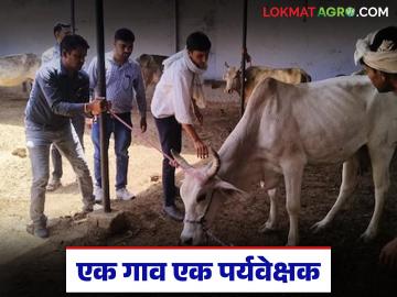 पशुधन संख्या वाढली, पशुवैद्यकीय दवाखान्यांमध्ये डॉक्टरचं नाहीत, लवकरच पर्यवेक्षकांची भरती  - Marathi News | Latest News Livestock numbers have increased, no doctors in veterinary clinics, requirement of supervisors | Latest News at Lokmat.com