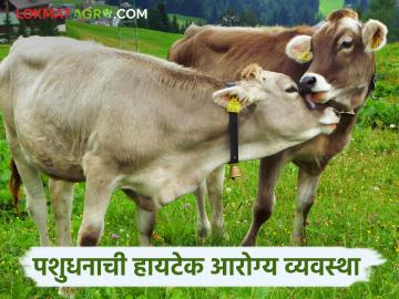 Dairy Animals : खाणं, पिणं अन् दुखणं; दुधाळ जनावरांच्या संगोपनातही तंत्रज्ञान शक्य कसे ते वाचा सविस्तर - Marathi News | Dairy Animals : Read in detail how technology is possible in the rearing of dairy animals | Latest News at Lokmat.com