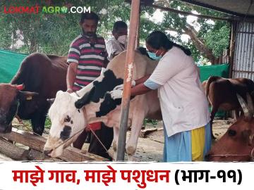 जनावरांतील घटसर्प रोगाची ओळख आणि लसीकरण कसे करावे? - Marathi News | How to identify and Diphtheria Ghatasarp disease in livestock? and how to vaccination? | Latest News at Lokmat.com जनावरांतील घटसर्प रोगाची ओळख आणि लसीकरण कसे करावे? - Marathi News | How to identify and Diphtheria Ghatasarp disease in livestock? and how to vaccination? | Latest News at Lokmat.com