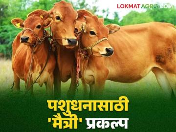 Artificial insemination of livestock : पशुधनाच्या देखभाल करण्यासाठी आता 'मैत्री' प्रकल्प; ग्रामीण भागात ठरणार फायदेशीर वाचा सविस्तर   - Marathi News | Artificial insemination of livestock : 'Maitri' project now for maintenance of livestock; Read in detail which will be beneficial in rural areas   | Latest News at Lokmat.com