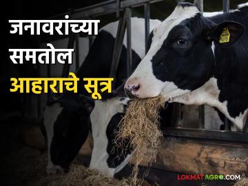जनावारांतील दुध वाढीसाठी वैरणीबरोबर द्या हा सकस आहार - Marathi News | Feed this healthy food along with dry fodder to increase milk production in livestock | Latest News at Lokmat.com