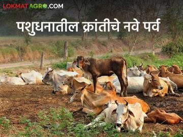 Agriculture News : शेतकऱ्यांच्या उत्पन्नवाढीस पशुसंवर्धन-दुग्धविकासाचे धोरण कसे पूरक ठरेल? वाचा सविस्तर - Marathi News | Agriculture News: | Latest News at Lokmat.com