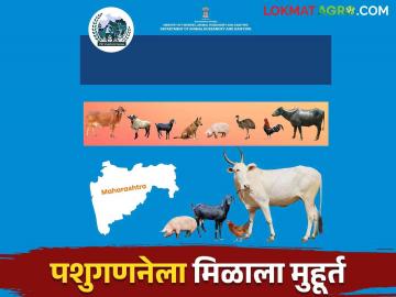 Pashu Ganana 2024 : २१ वी पशुगणनेला २५ ऑक्टोबरपासून होणार सुरवात पशुपालाकांनी खरी माहिती द्या - Marathi News | 21st livestock census will start from 25th October please farmers give real information | Latest News at Lokmat.com