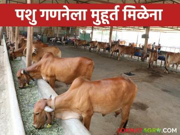 Pashu Ganana 2024 : निवडणुकीच्या धामधुमीत पशुगणनेला महाराष्ट्रात 'ब्रेक'; ही आहेत कारणे वाचा सविस्तर - Marathi News | Pashu Ganana 2024 : A 'break' in 21st livestock census counting amid election frenzy | Latest News at Lokmat.com