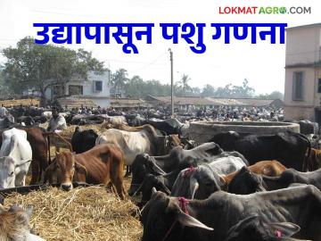 पशुसंवर्धन विभाग सज्ज : प्रगणकांना दिले प्रशिक्षण;  किती महिन्यात होणार पशुगणना? वाचा सविस्तर - Marathi News | Animal Husbandry Department ready: Enumerators trained;  In how many months will the animal census take place? Read in detail | Latest News at Lokmat.com