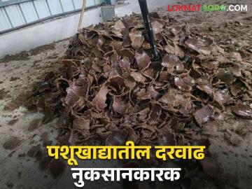 Agriculture News : गाय किंवा म्हशीला प्रतिदिन 250 ते 300 रुपयांचा खर्च, कसा करायचा दूध व्यवसाय?  - Marathi News | Latest News Agriculture News A cow or buffalo maintenance costs 250 to 300 rupees per day milk business down | Latest News at Lokmat.com