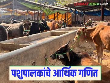 Dairy Farming : पशुपालकांचे आर्थिक गणित असते तरी काय जाणून घ्या सविस्तर - Marathi News | Dairy Farming : latest news Animal husbandry has financial calculations, but what do you know in detail? | Latest News at Lokmat.com Dairy Farming : पशुपालकांचे आर्थिक गणित असते तरी काय जाणून घ्या सविस्तर - Marathi News | Dairy Farming : latest news Animal husbandry has financial calculations, but what do you know in detail? | Latest News at Lokmat.com