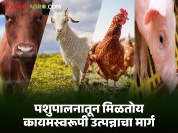 Pashupalan Yojana : ग्रामीण तरुणांसाठी गेमचेंजर ठरतेय पशुपालन योजना; जाणून घ्या सविस्तर - Marathi News | latest news Pashupalan Yojana: Animal husbandry scheme is becoming a game changer for rural youth; Know the details | Latest News at Lokmat.com