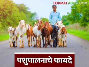 Animal Husbandry : पशुपालनाचे फायदे काय आहेत? जाणून घ्या सविस्तर - Marathi News | Latest News cattle Farming What are benefits of animal husbandry Know in detail | Latest News at Lokmat.com
