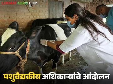 राज्यातील पशुवैद्यकीय अधिकाऱ्यांचे आंदोलन; मागण्या मान्य न झाल्यास सामूहिक राजीनाम्याचा इशारा - Marathi News | Veterinary officers in the state are protesting; warning of mass resignation if their demands are not met | Latest News at Lokmat.com