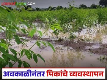 नाशिकमध्ये अवकाळी पाऊस, कांदा, गहू, द्राक्ष पिकांसाठी महत्वाचा कृषी सल्ला  - Marathi News | Latest news Unseasonal rains in Nashik, important agricultural advisory for onion, wheat, grape crops | Latest News at Lokmat.com