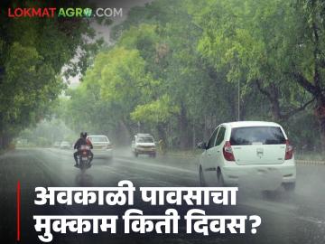 Maharashtra Rain : महाराष्ट्रात आणखी किती दिवस पावसाचे, हवामान विभागाकडून महत्वपूर्ण माहिती
