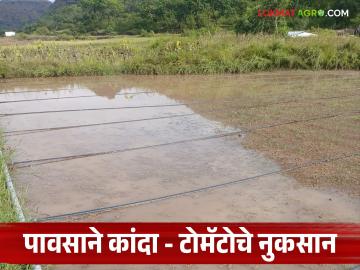 कमी दाबाच्या क्षेत्राचा परिणाम, नाशिक जिल्ह्यात कांदा टोमॅटोसह पिकांचे नुकसान  - Marathi News | Latest News Impact of low pressure area, damage to crops including onion and tomato in Nashik district | Latest News at Lokmat.com कमी दाबाच्या क्षेत्राचा परिणाम, नाशिक जिल्ह्यात कांदा टोमॅटोसह पिकांचे नुकसान  - Marathi News | Latest News Impact of low pressure area, damage to crops including onion and tomato in Nashik district | Latest News at Lokmat.com
