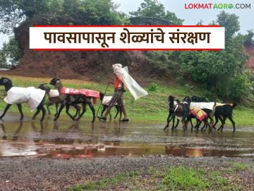 पावसात शेळ्या आजारी पडू नये म्हणून शेतकऱ्यांनी लढवली शक्कल, वाचा सविस्तर  - Marathi News | Latest News Raincoats made from sacks to protect goats from rain read in detail | Latest News at Lokmat.com