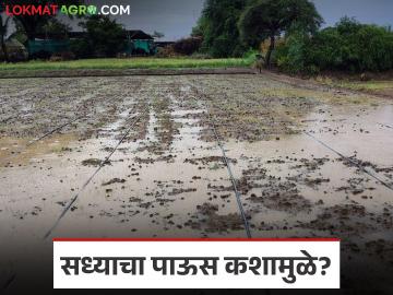 Maharashtra Rain : सध्या पाऊस कशामुळे पडतो आहे, तो किती तारखेपर्यंत राहणार, वाचा सविस्तर - Marathi News | Latest News Maharashtra Rain Rain due to formation of severe low pressure area in Arabian Sea | Latest News at Lokmat.com