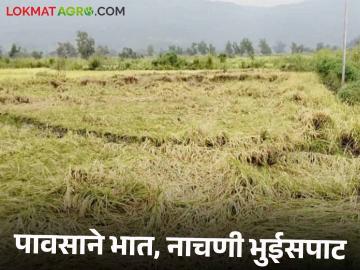 पश्चिम पन्हाळ्यात पावसाने भात, नाचणी भुईसपाट; शेतकरी हवालदिल नुकसानभरपाईची मागणी - Marathi News | In the western panhala, rice, ragi ground with rain; Farmer Havaldil demands compensation | Latest News at Lokmat.com