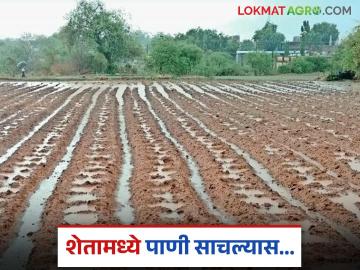 Agriculture News : सर्वदूर मुसळधार, शेतात पावसाचे पाणी साचल्यास, पहिल्यांदा हे काम करा!  - Marathi News | Latest News Agriculture News rain water accumulates in farming | Latest News at Lokmat.com