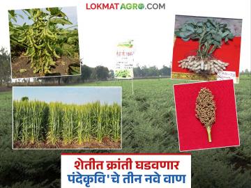 सोयाबीन अन् भुईमूगाचे उत्पादन होणार दुप्पट? 'पंदेकृवि'च्या 'या' तीन वाणांना देश पातळीवर मिळाली मान्यता - Marathi News | Will the production of soybean and groundnut double? These three varieties of 'Pandekravi' have received approval at the national level | Latest News at Lokmat.com सोयाबीन अन् भुईमूगाचे उत्पादन होणार दुप्पट? 'पंदेकृवि'च्या 'या' तीन वाणांना देश पातळीवर मिळाली मान्यता - Marathi News | Will the production of soybean and groundnut double? These three varieties of 'Pandekravi' have received approval at the national level | Latest News at Lokmat.com