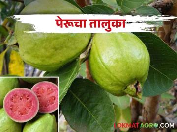 Guava या तालुक्यातील ९१ गावांमधील शेतकरी पेरूतून बनतोय 'मालामाल' - Marathi News | Farmers in 91 villages of taluka are making good money from guava fruit crop farming | Latest News at Lokmat.com