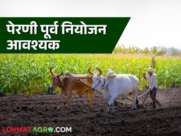 पेरणी पद्धतीसह वाणाच्या निवडीसाठी;ऑनलाइन शेतकरी-शास्त्रज्ञ संवाद ठरतोय फायदेशीर - Marathi News | For variety selection along with sowing method; online farmer-scientist interaction is proving beneficial | Latest News at Lokmat.com